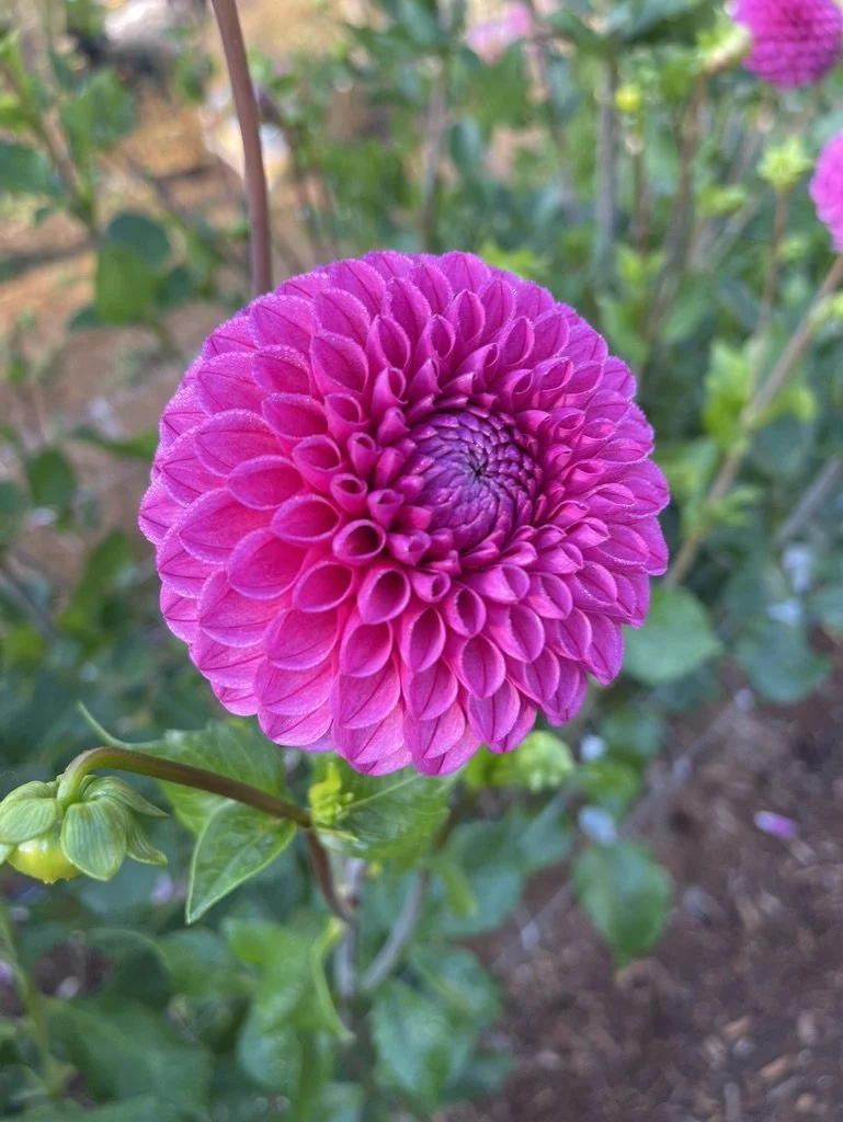 Mary's Jomanda