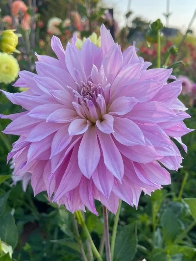 Labyrinth Two-tone Dahlia