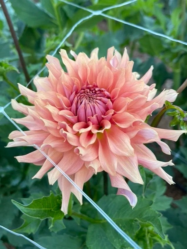 Terracotta Dahlia tubers Canada