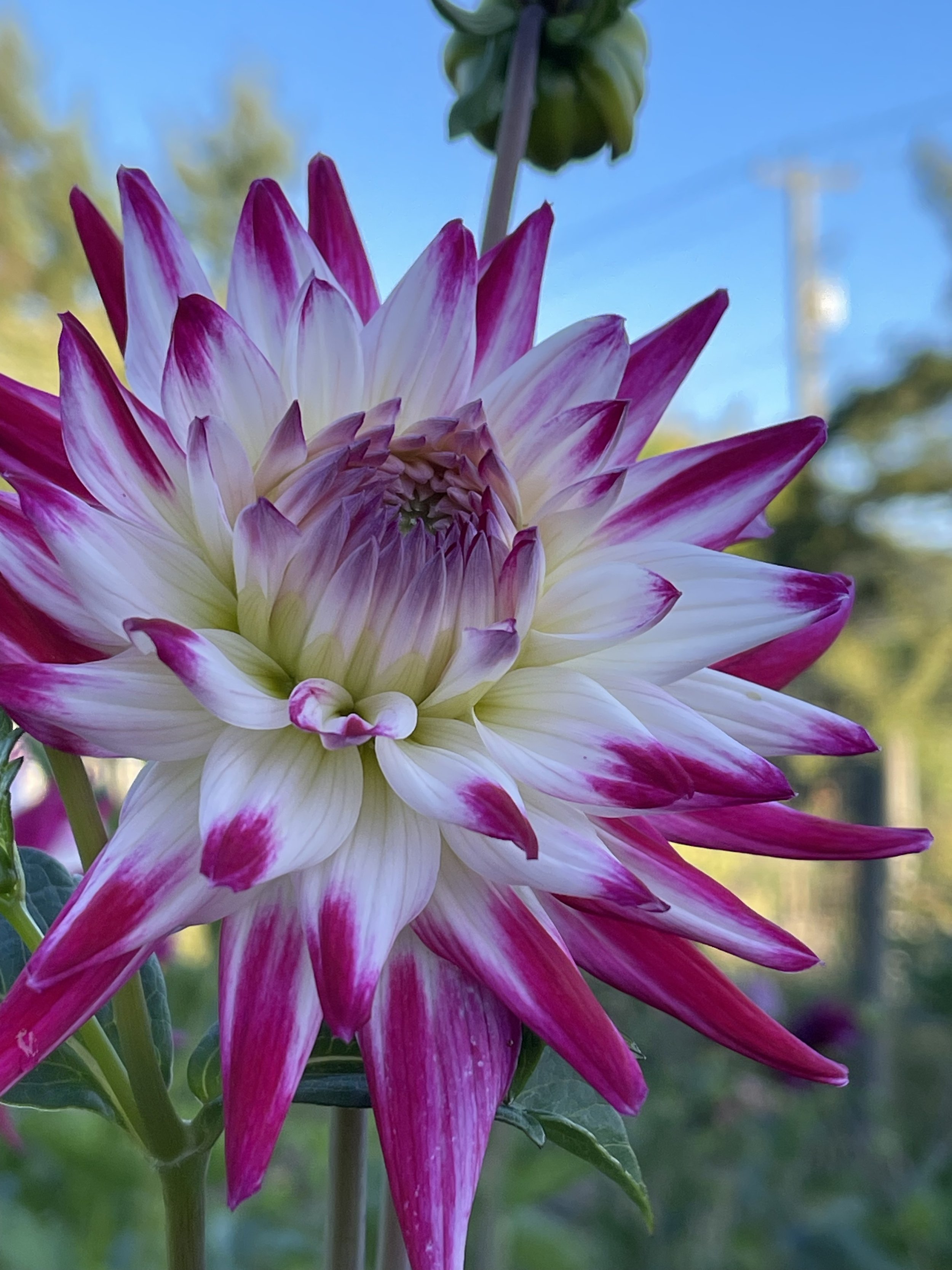 Sorbet Dahlia Canada