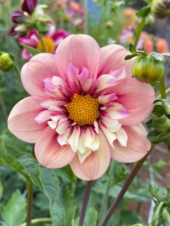 Dahlia Rhubarb and Custard Collarette Tubers Canada