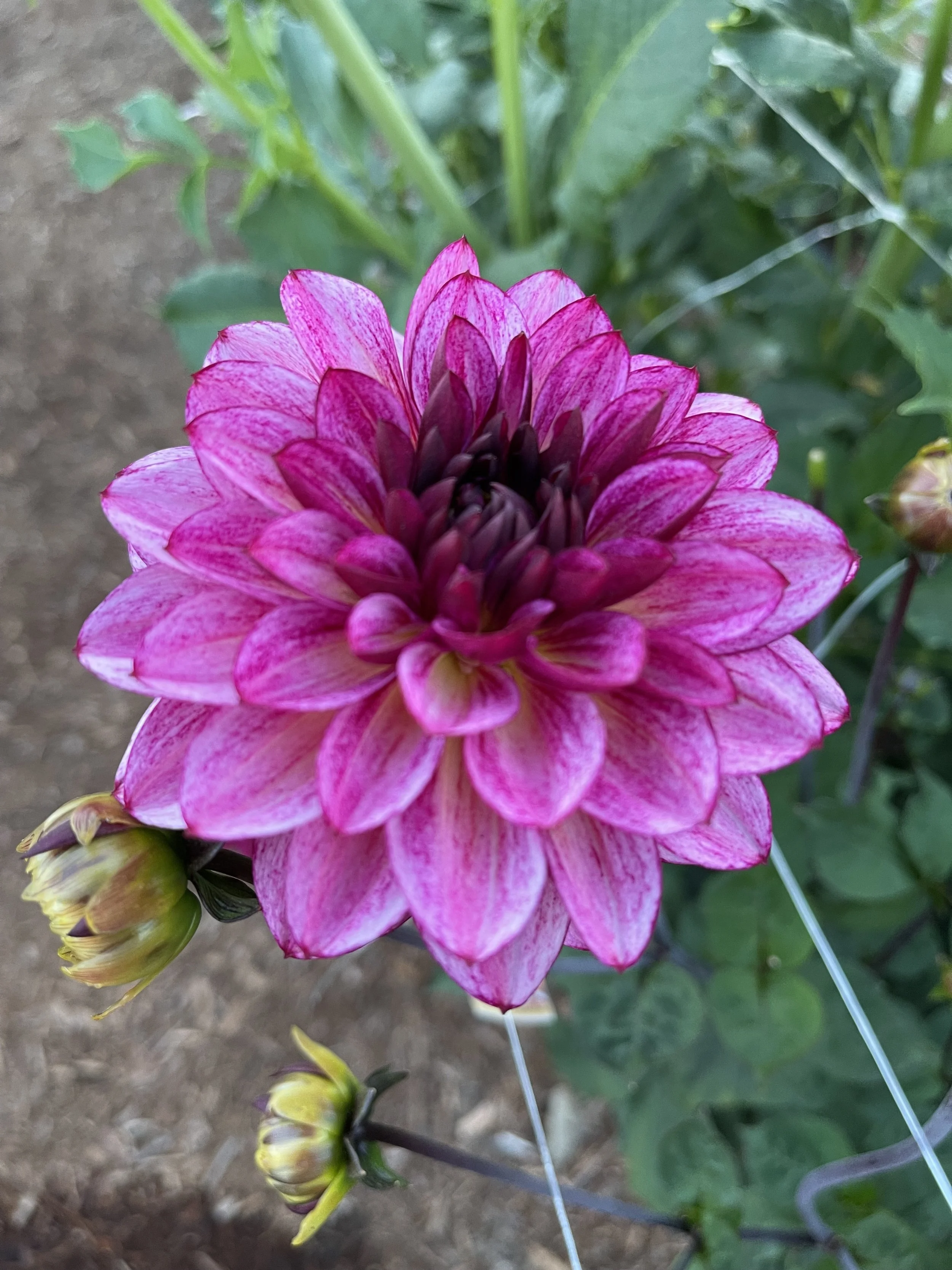 Muchacha Dahlia