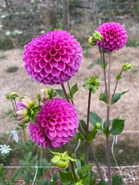 39D2D5A1-D920-4E7E-93A6-FD8DD3BF8EE6_1_105_c.jpg