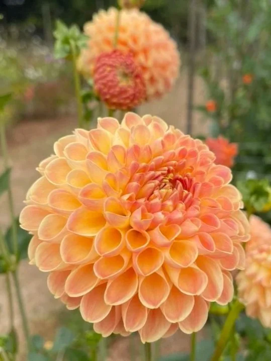 C59FE66C-3F1F-4999-9743-061E8E3BBBEC_1_105_c.jpg