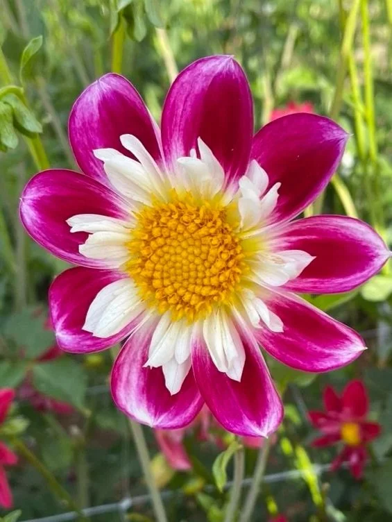 C548E750-4FB2-4226-BB67-84FC2EE58D81_1_105_c.jpg