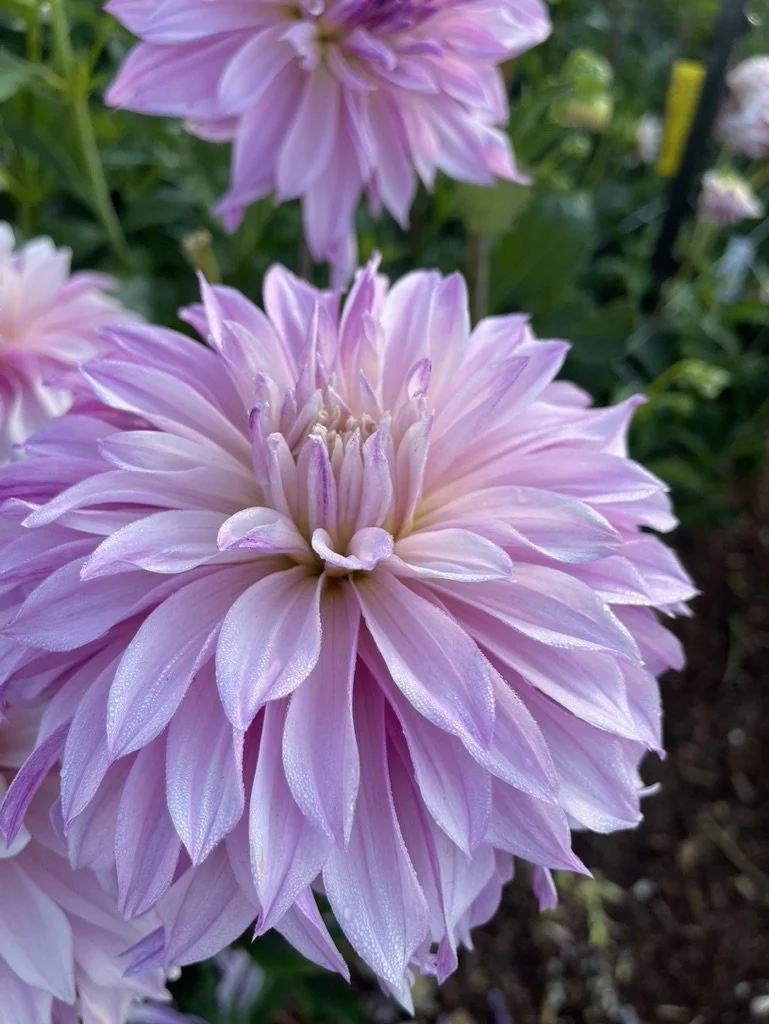 Labyrinth Two-tone dahlia