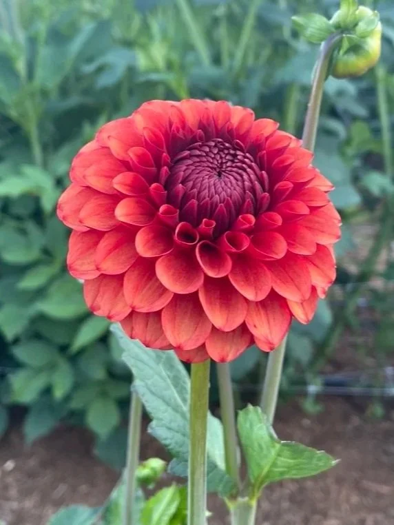 Dahlia Brown Sugar tubers Canada