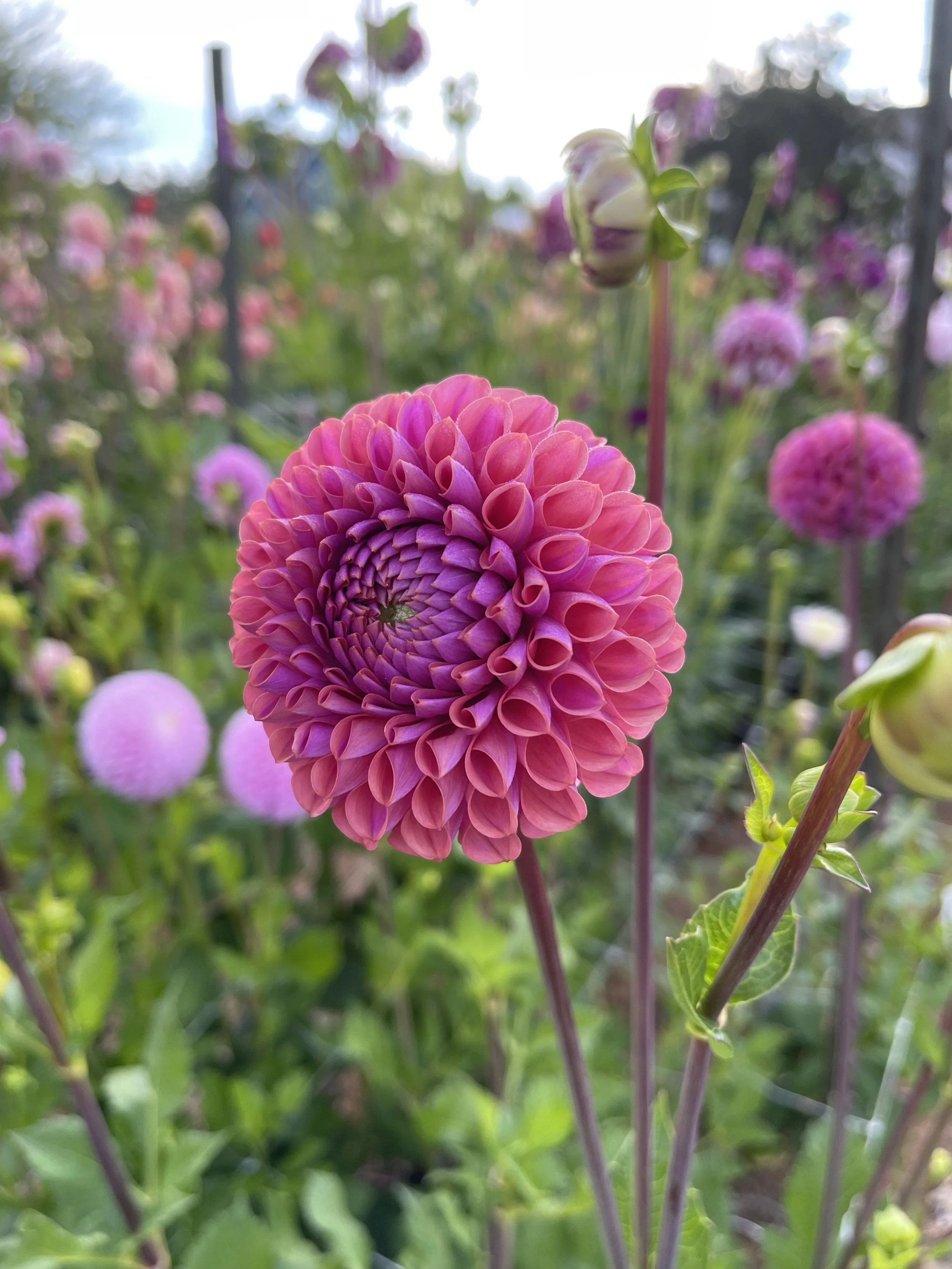 IMG_6066.jpeg