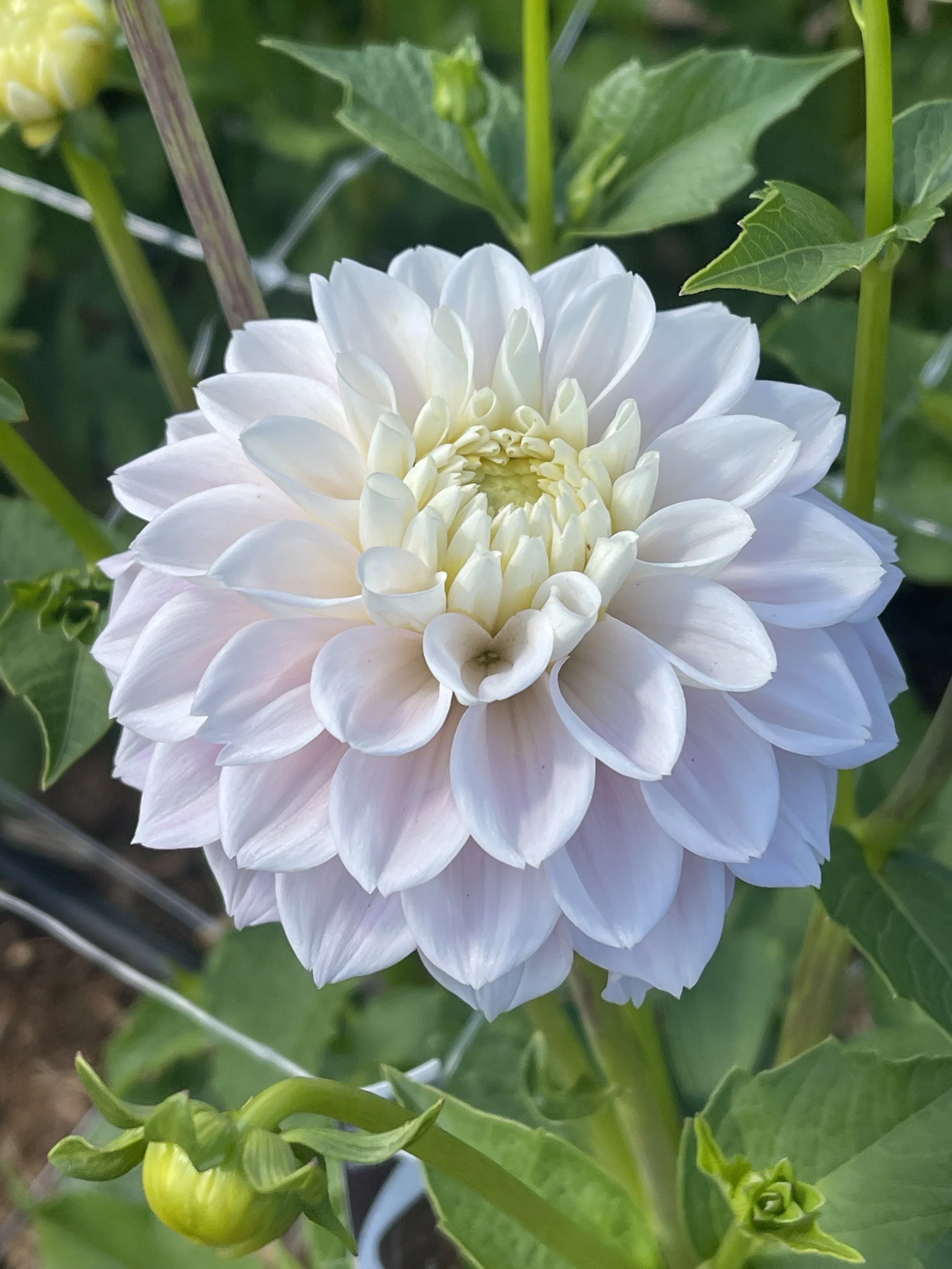 Sweet Love Dahlia Canada Blush