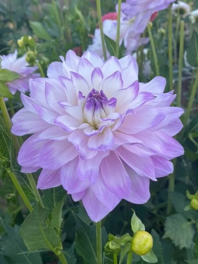 Mikayla Miranda Dahlia tubers Canada