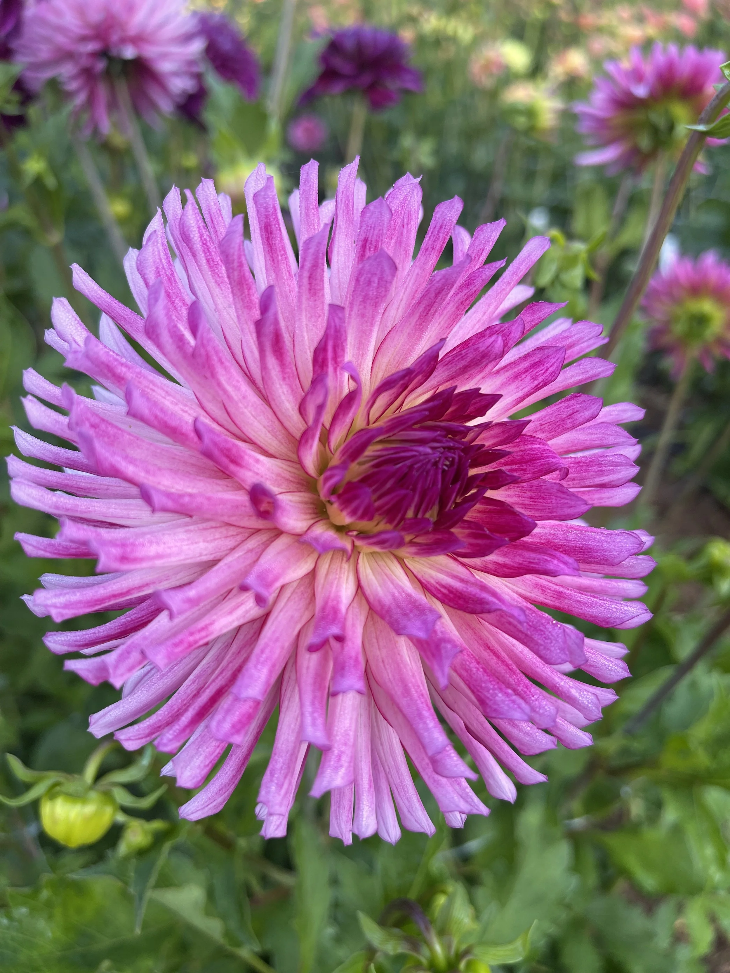 Saltspring Island Classic - Pink Cactus No ID