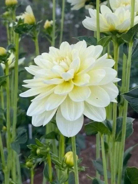 Mission Canary Dahlia Canada