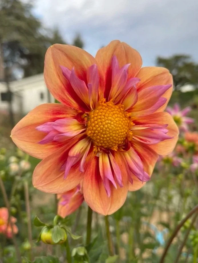 Orange Hype Collarette Dahlia Tubers Canada