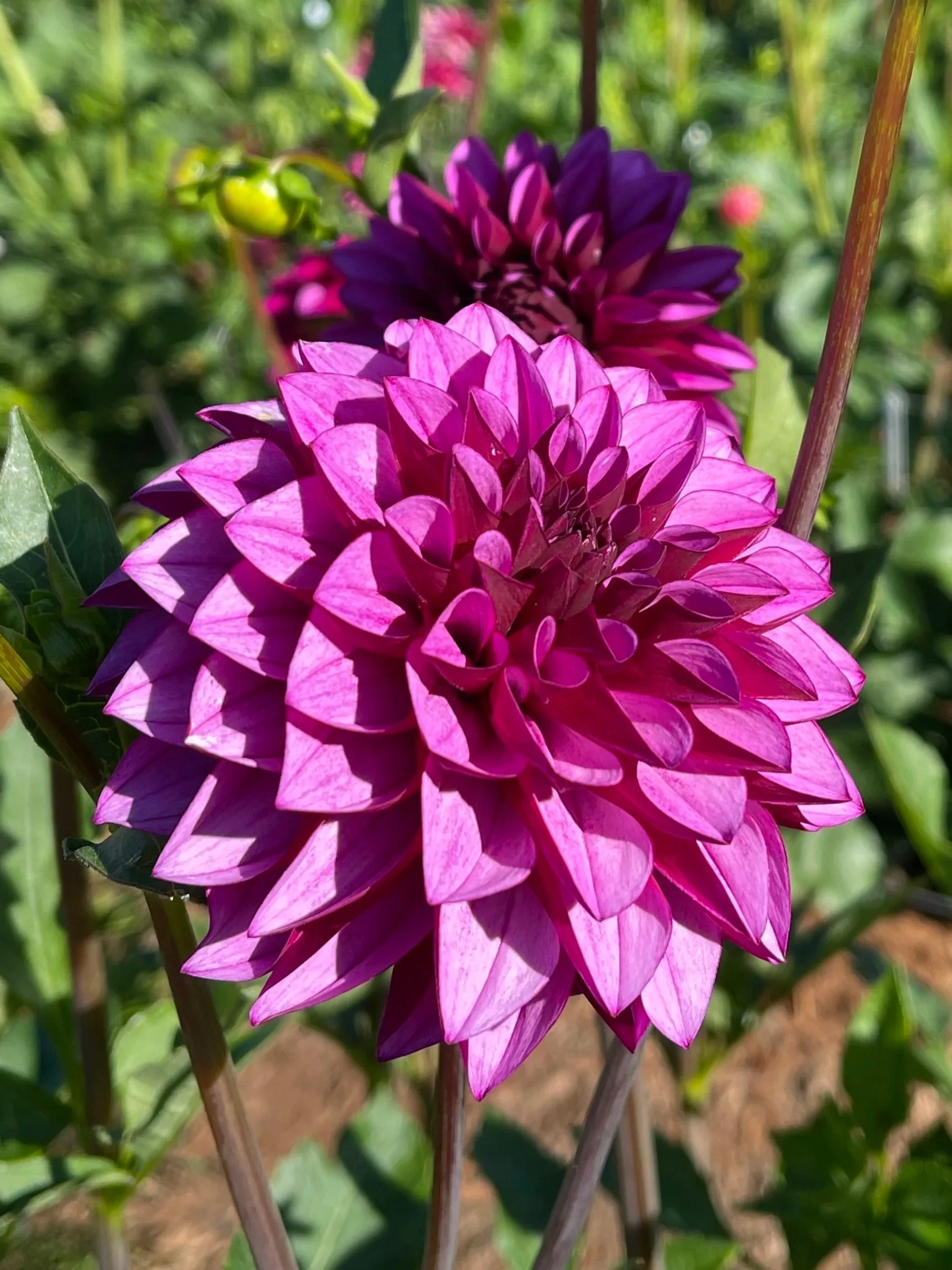 Versa Dahlia Canada