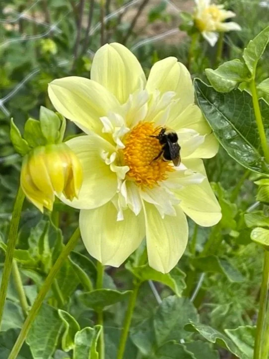 Ferncliff Lemon Kiss Collarette Dahlia
