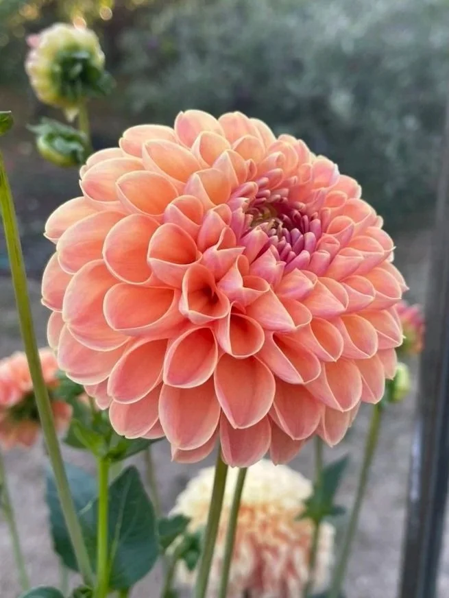 Crichton Honey Dahlia tubers Canada