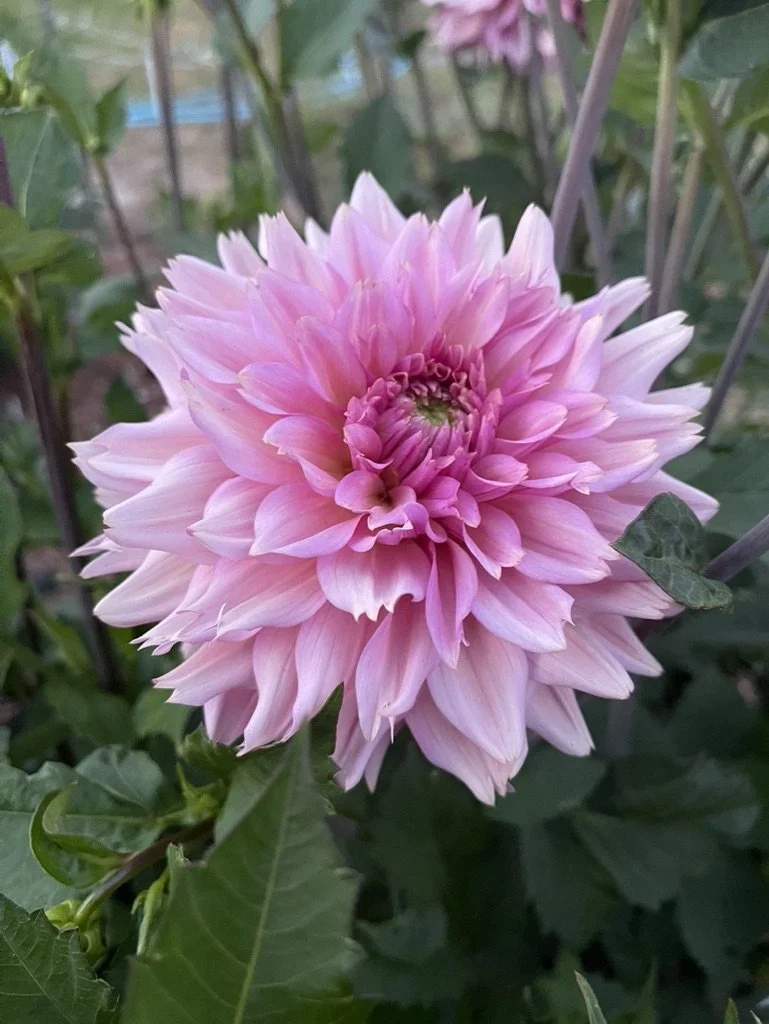 Belle Epoque Dahlia Canada
