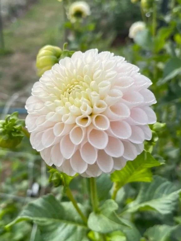 Camano Zoe Dahlia Tubers Canada