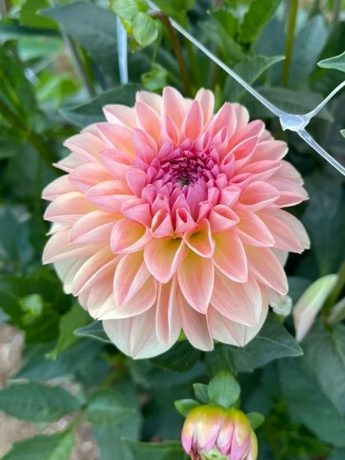Sebastian Dahlia Tubers Canada