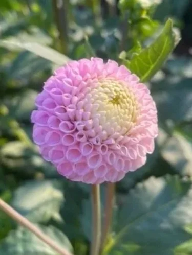 Maaike Dahlia Tubers Canada Pompon