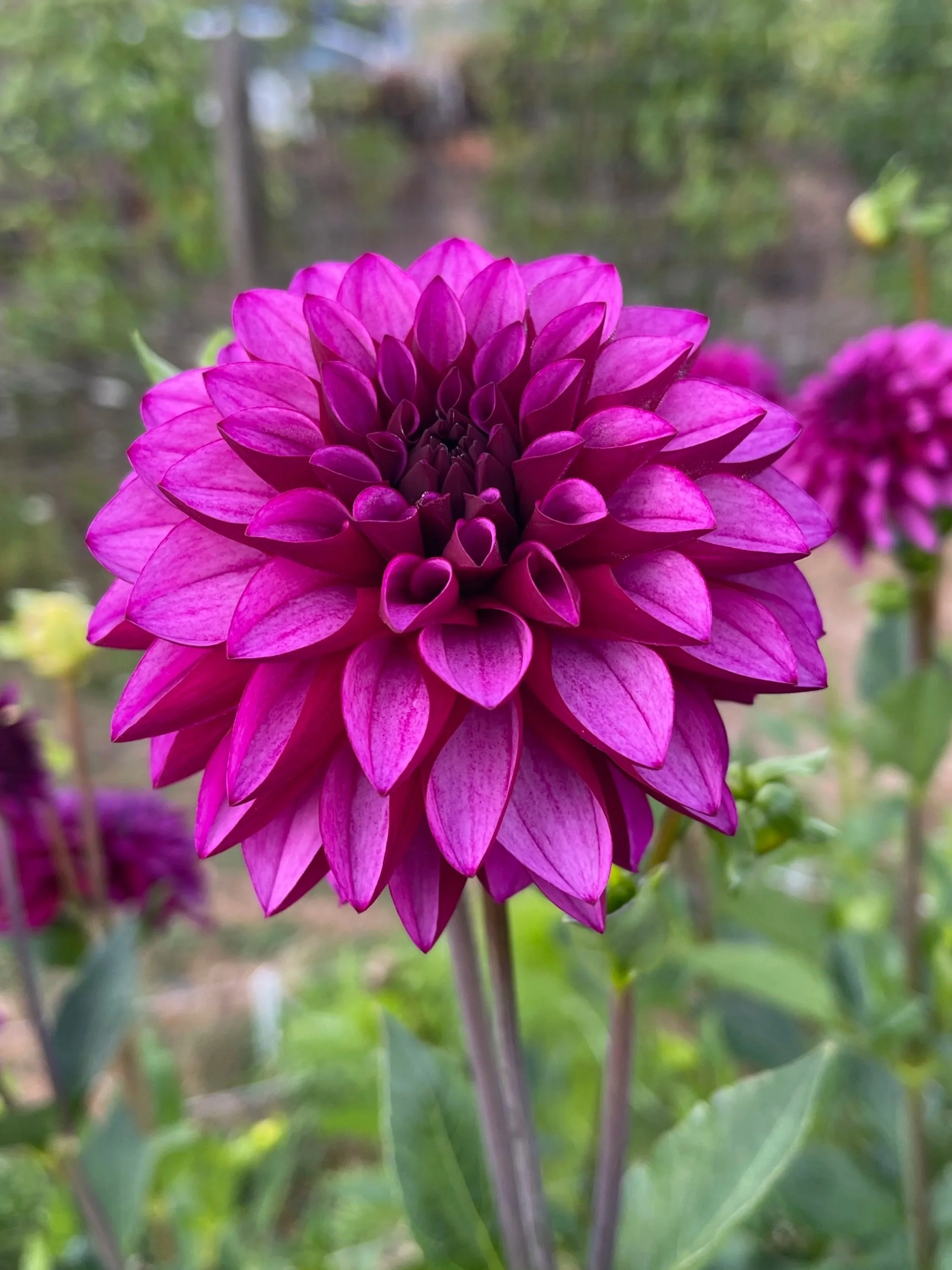 Versa Dahlia Canada