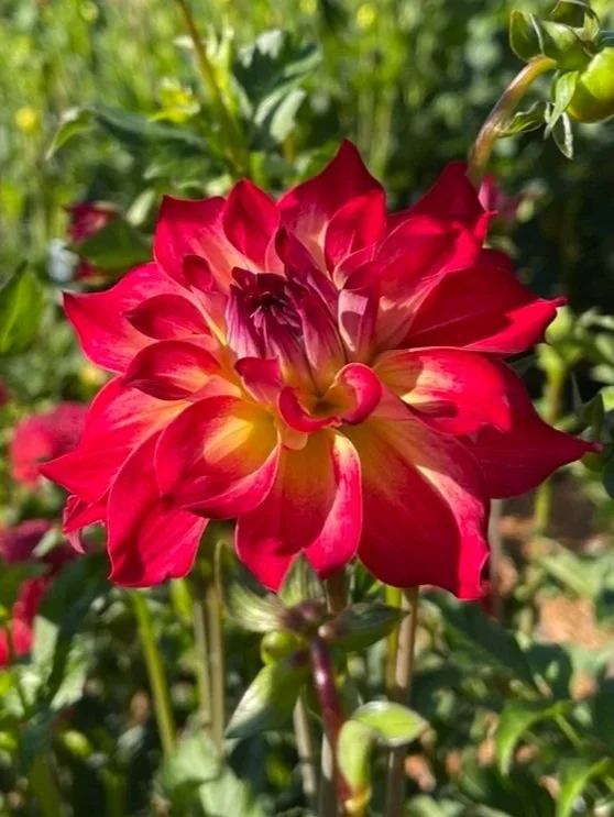 AC Rosebud
