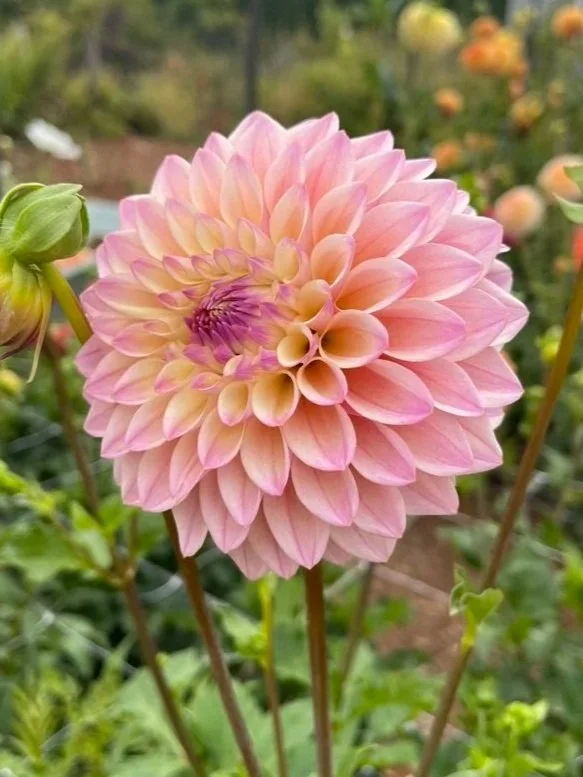 Coralie Dahlia Tubers Canada