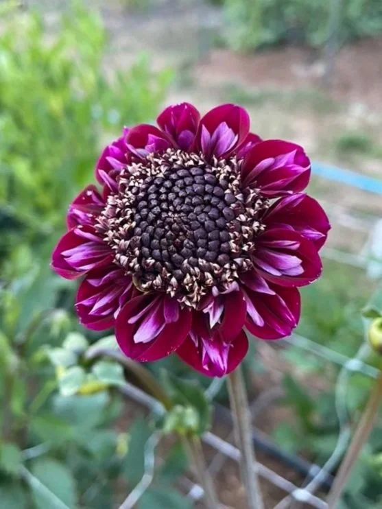 Dahlia Rosie Raven Tubers Canada