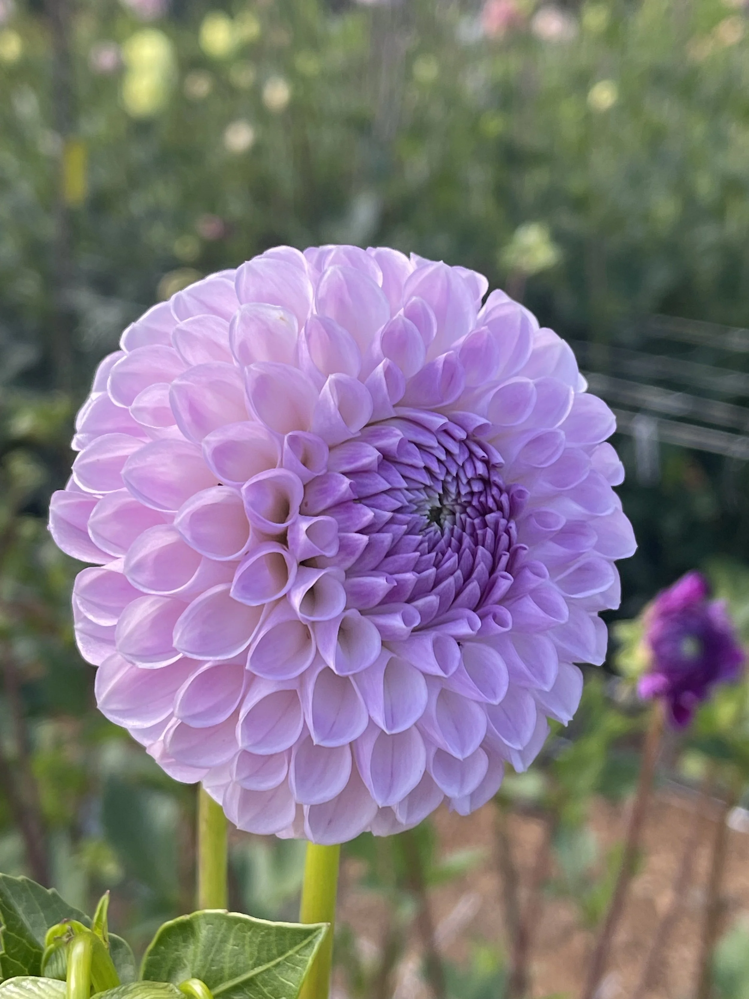 Megan Dean Dahlia