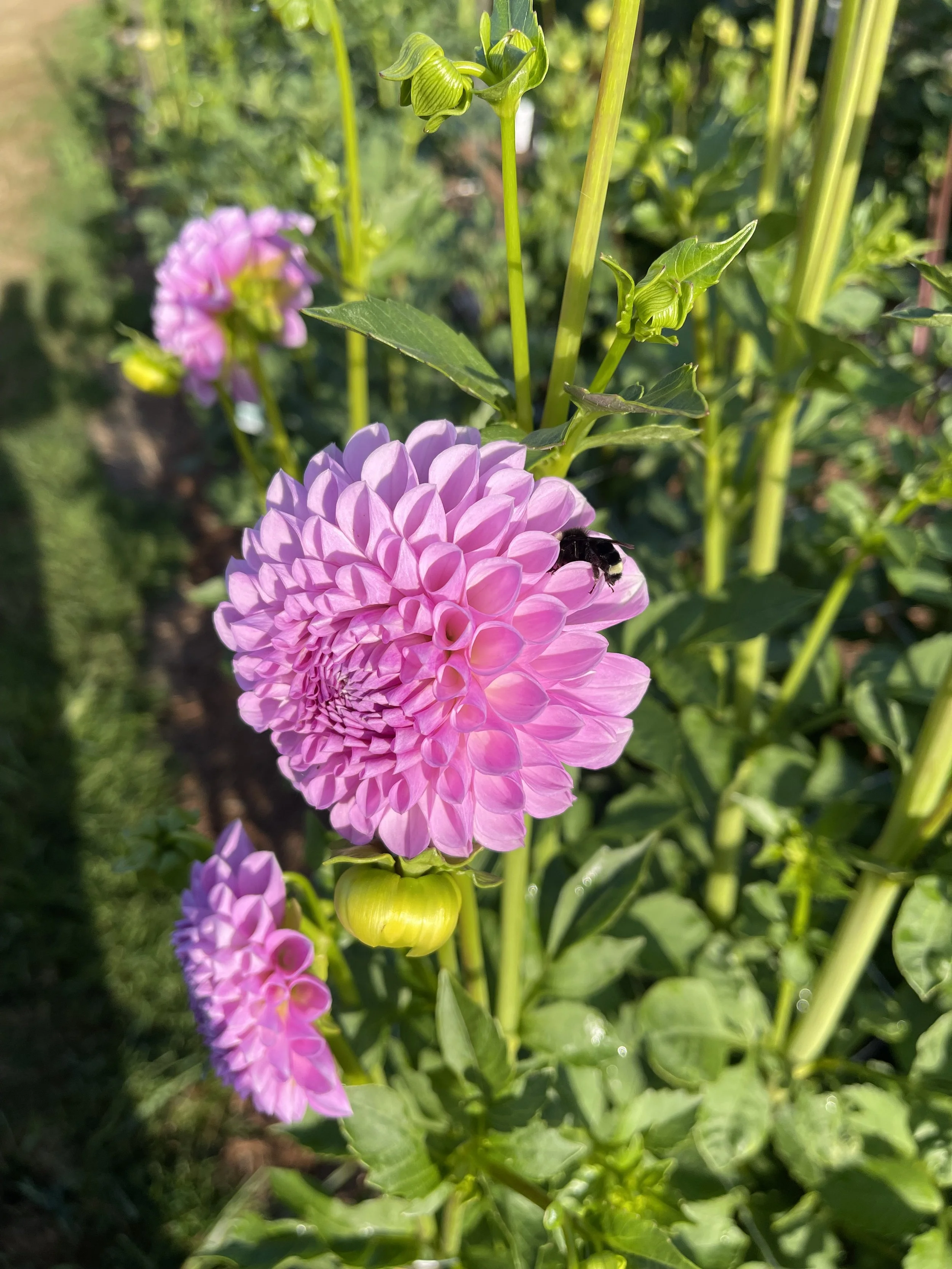 IMG_5203.jpeg