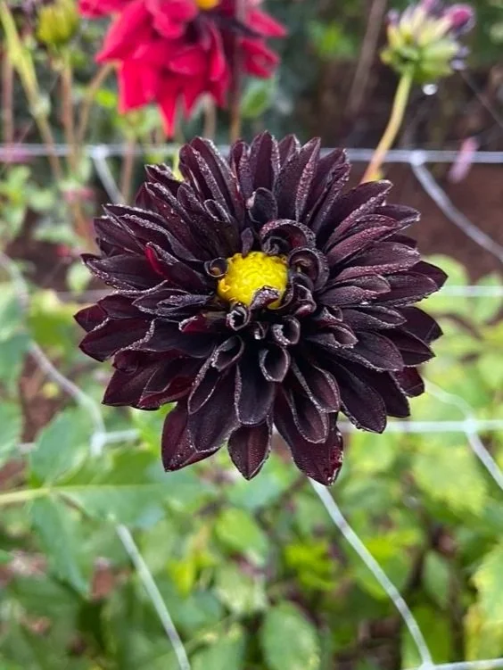 Czarny Charakter dahlia tubers Canada