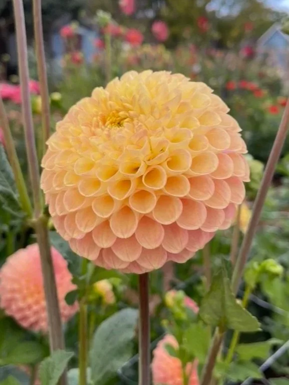 Fiona Dahlia Tubers Canada