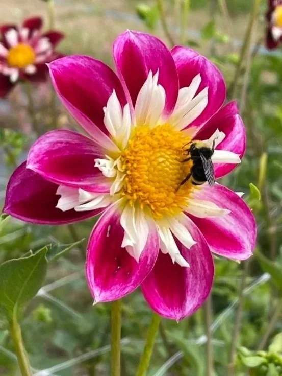 FGL Florence Collarette Dahlia