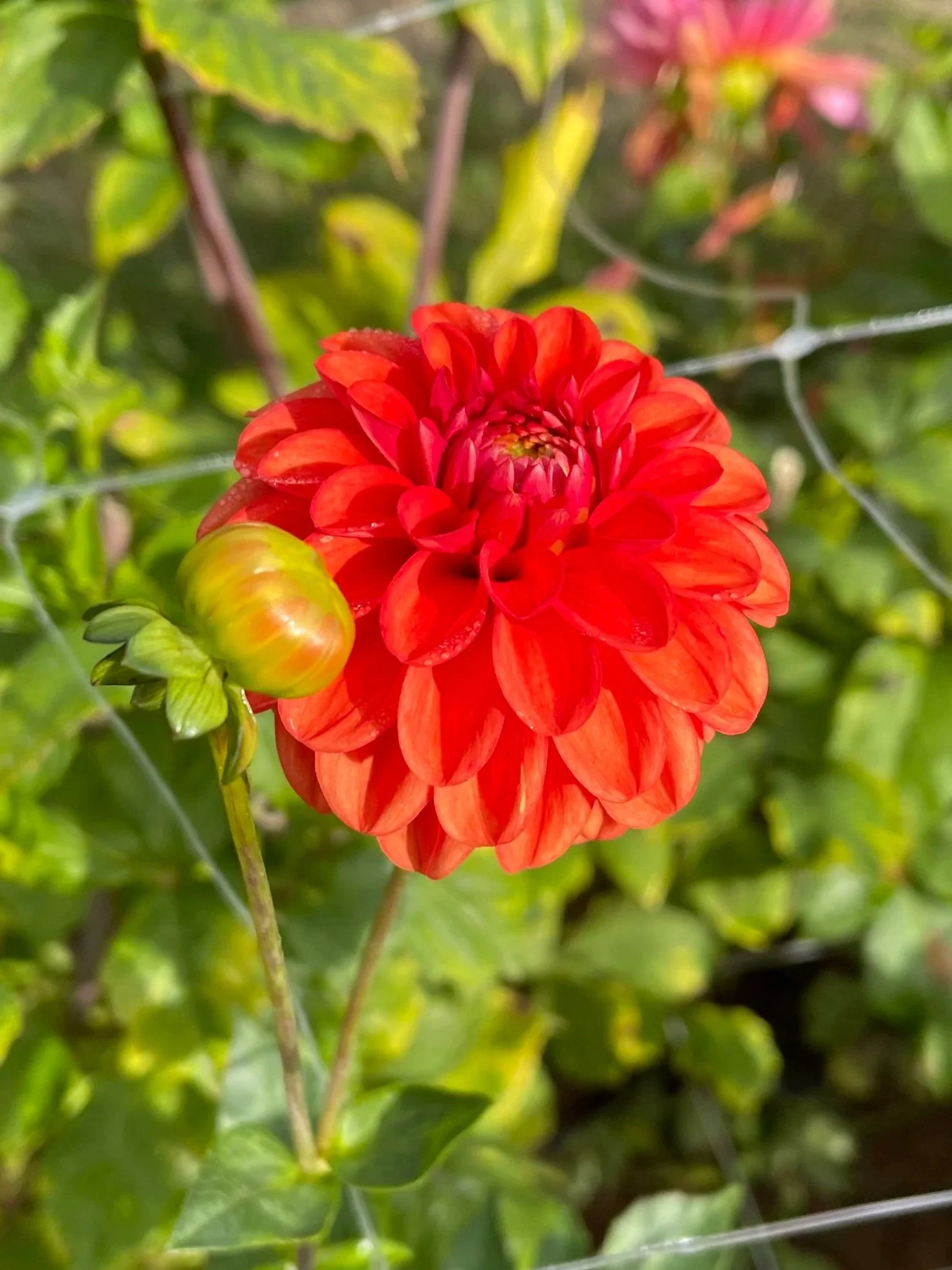 Lollipop Dahlia Canada tubers