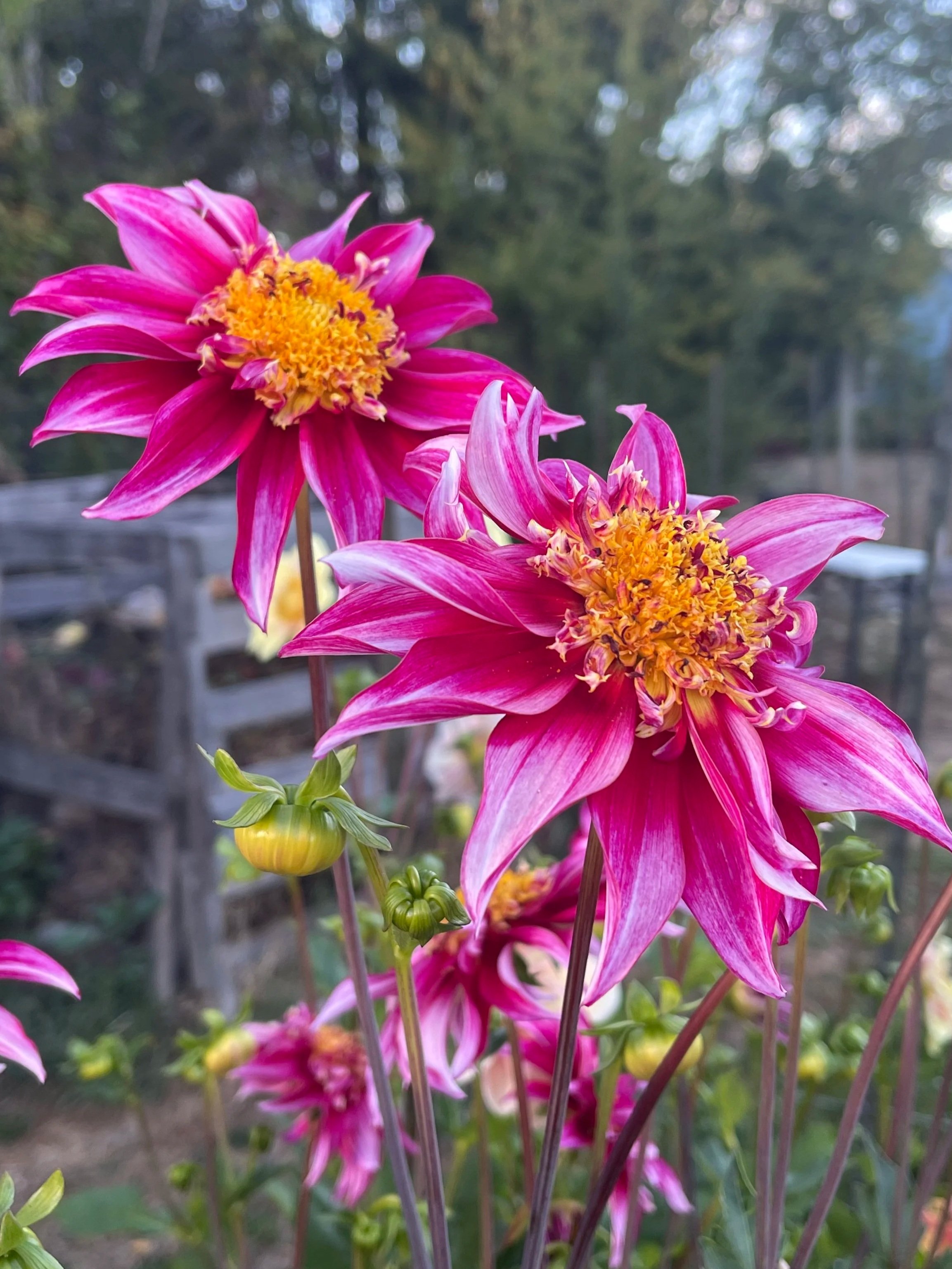 LPF Wild Child dahlia