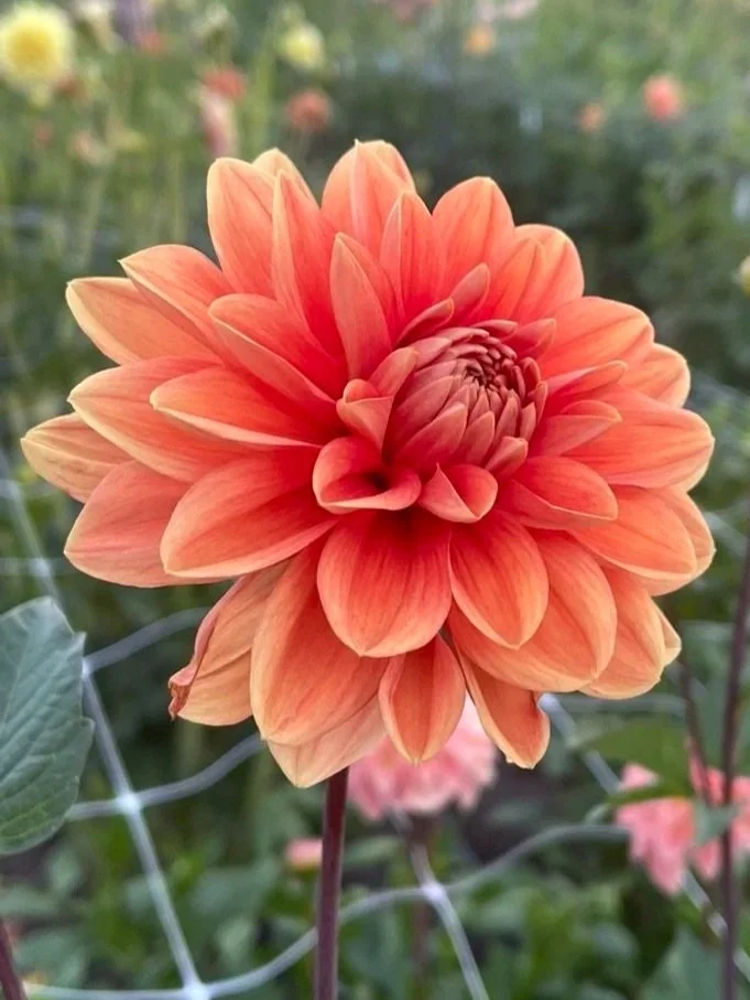 Teddy Dahlia tuber for sale