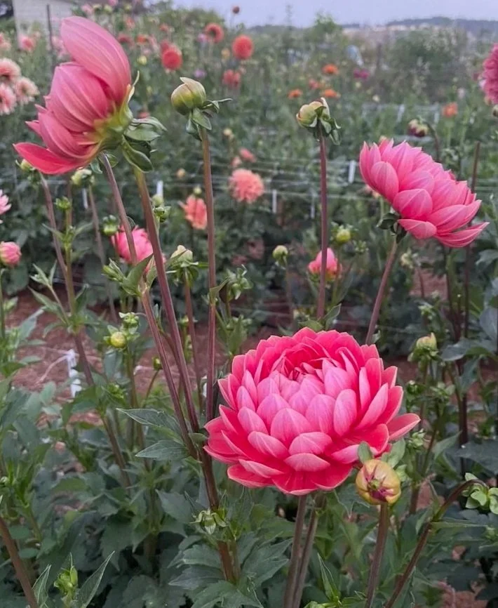 34E0B0FA-F95F-4E60-86E0-91A47A99D893_1_105_c.jpg