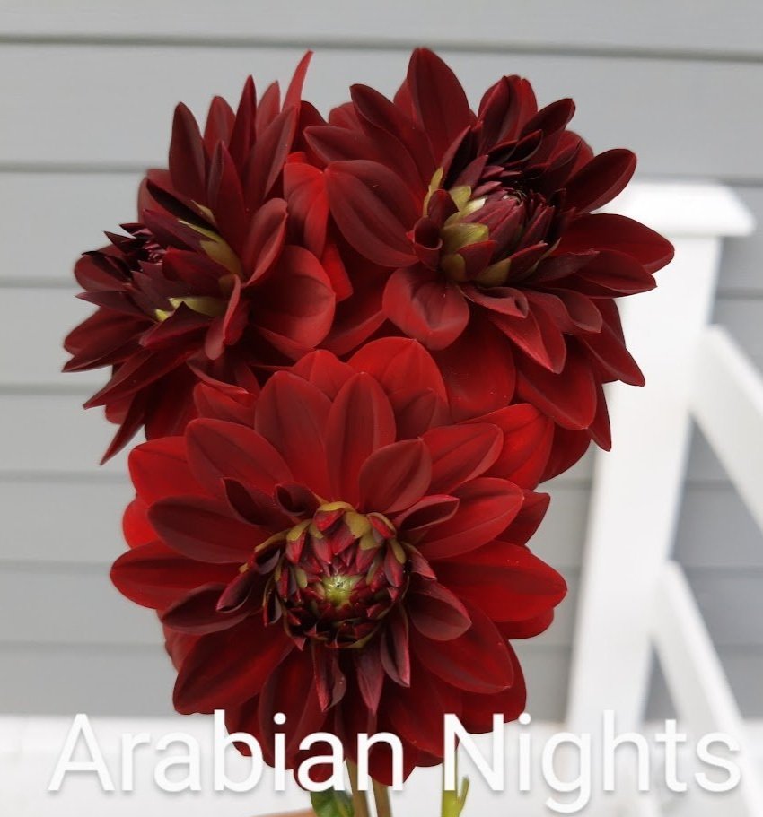 Arabian Night