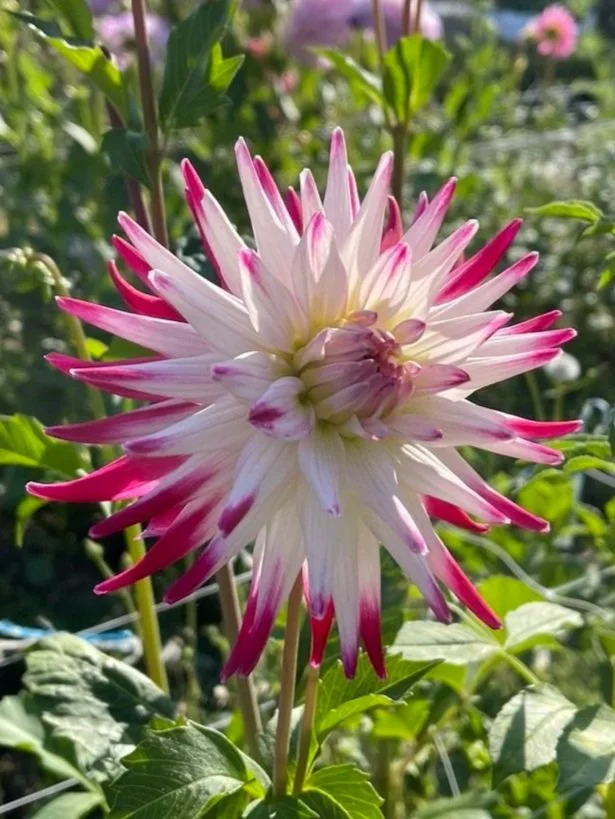 Sorbet Dahlia Canada