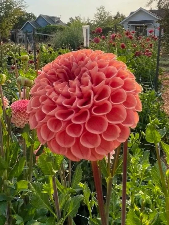 29D35F78-40F8-4C0C-AD15-10277A7301E4_1_105_c.jpg