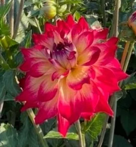 AC Rosebud