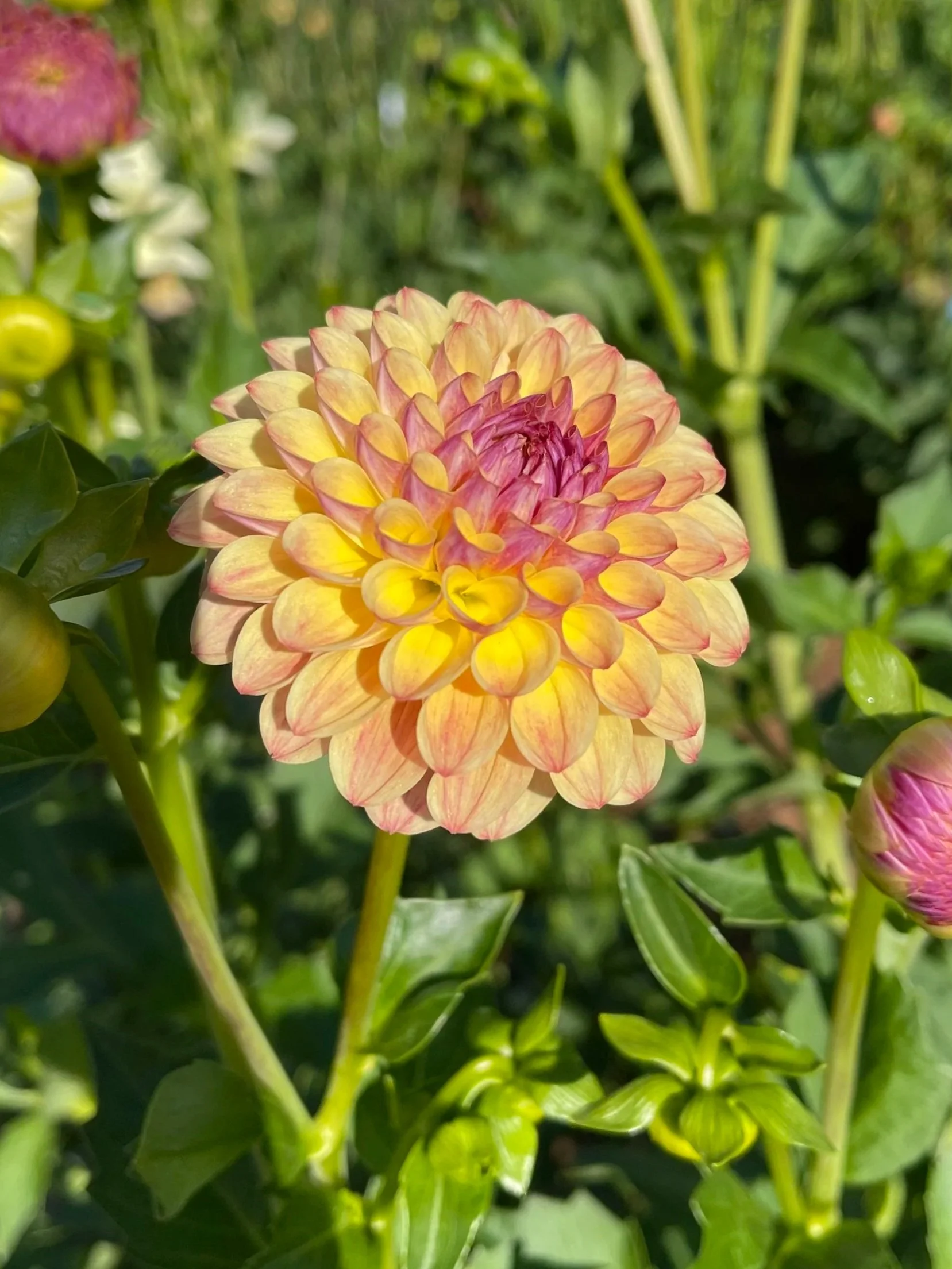 Dahlia Gale