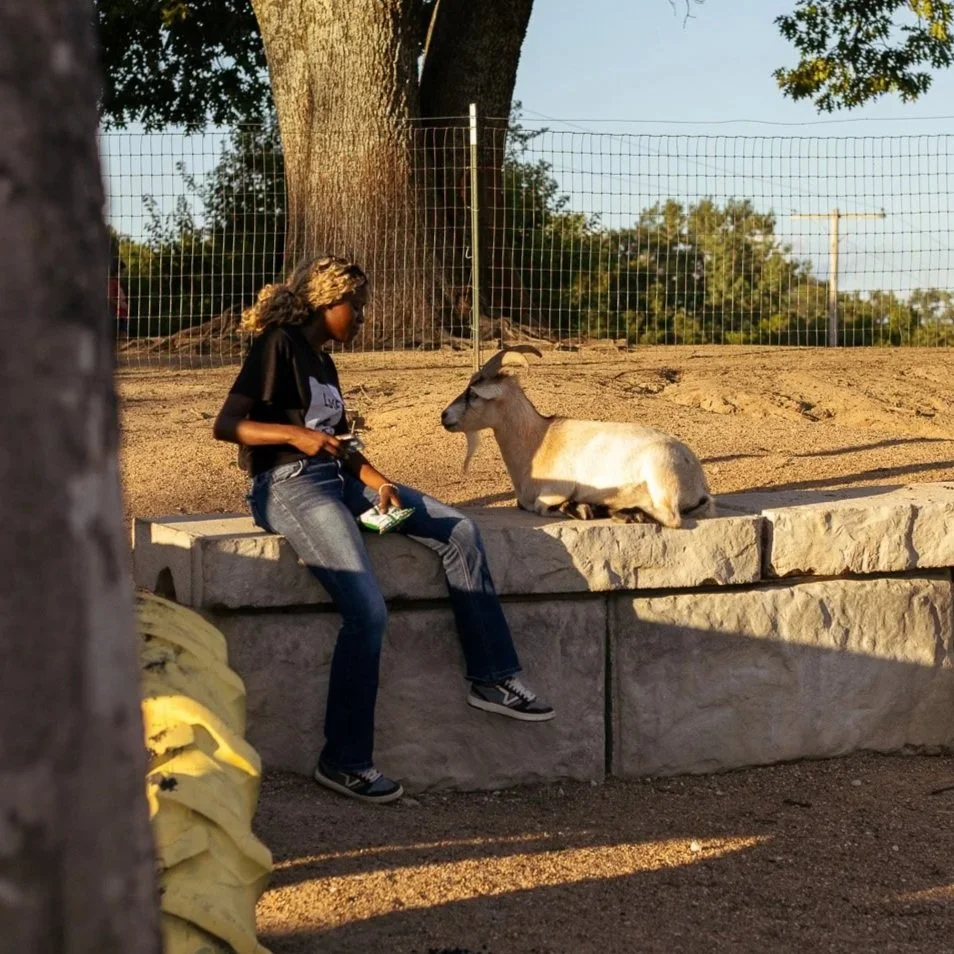 A person sits beside a goat in an outdoor animal enclosure.
