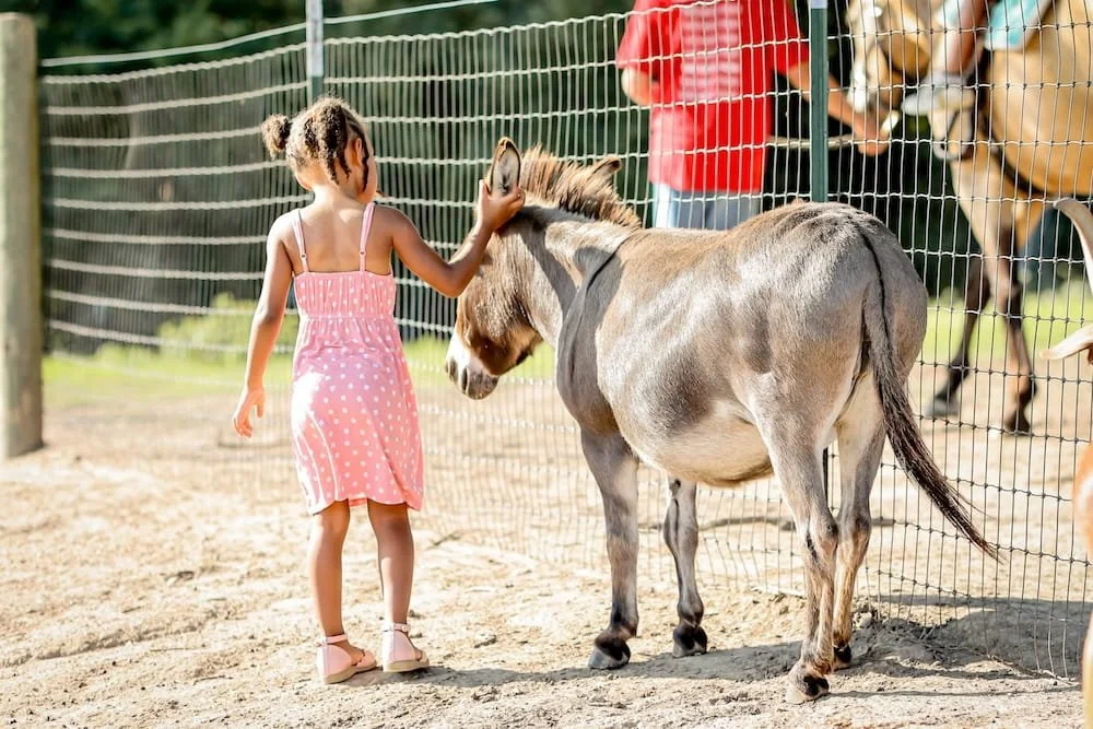 Child gently interacting with a small equine during an animal session at Joy Meadows, supporting calm connection and trust