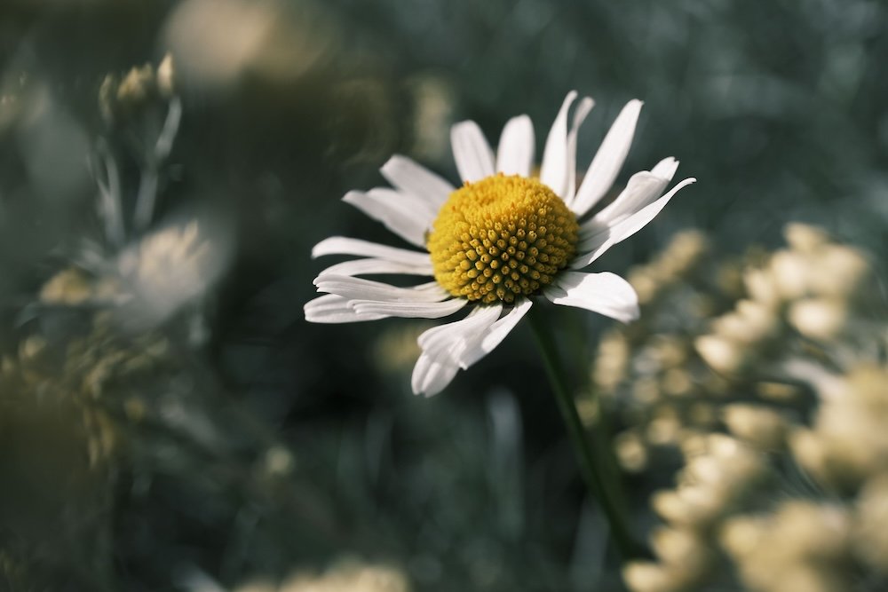 Close-up of a single white daisy in soft light, representing the tender mercy of God meeting us in our doubt