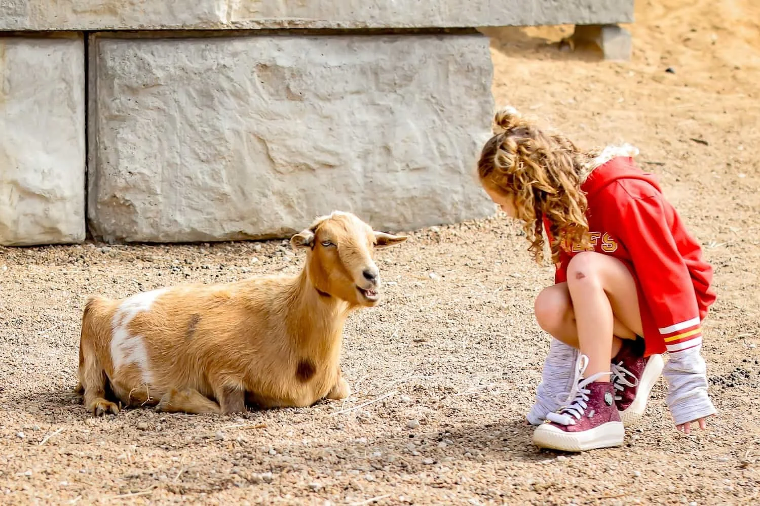Child interacting with barn animals during a trauma-informed animal program