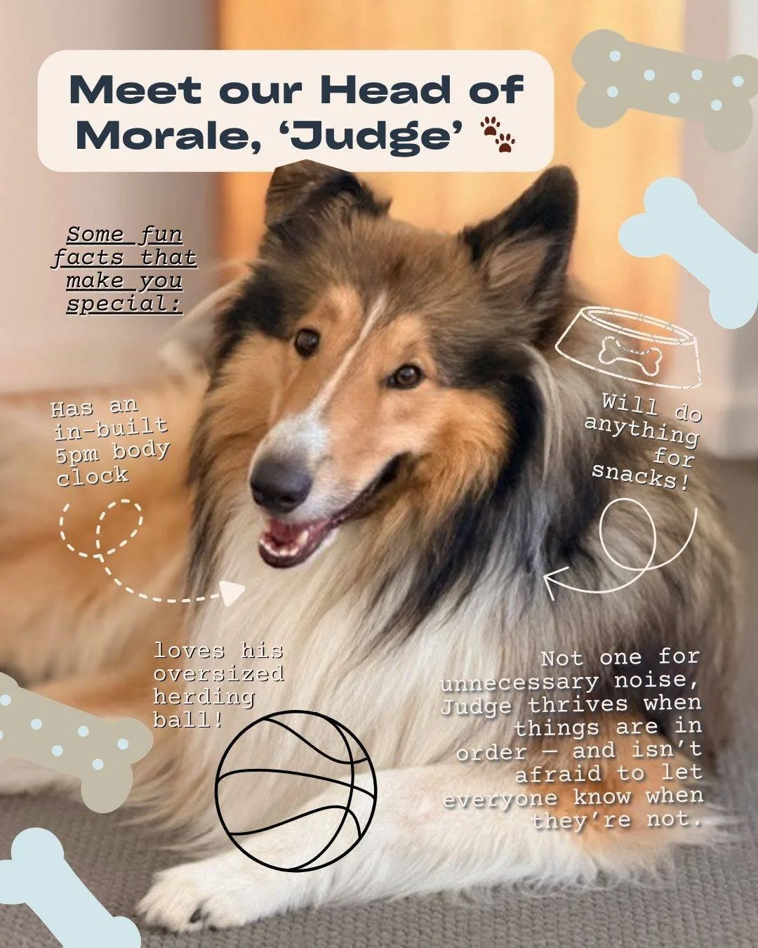 Meet Judge 🐾
Office Dog. Head of Morale. Occasional file supervisor.

Known for his calm presence, excellent judge of character (naturally), and a very reliable 5pm knock-off reminder (for walkies), Judge keeps the team balanced and the vibes in che