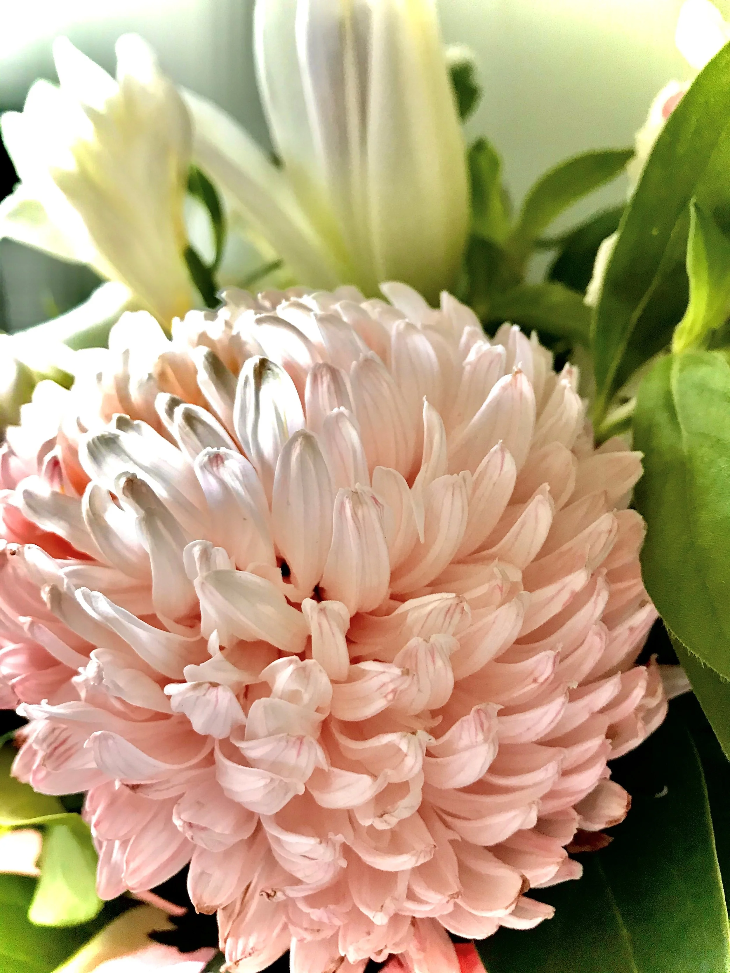 Light pink flowers sent to a client of Abbotts and Co Lawyers.