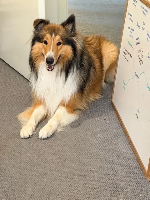 Judge the Abbotts and Co Lawyers office dog in meeting