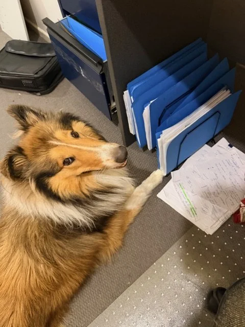 Rough collie office dog Judge